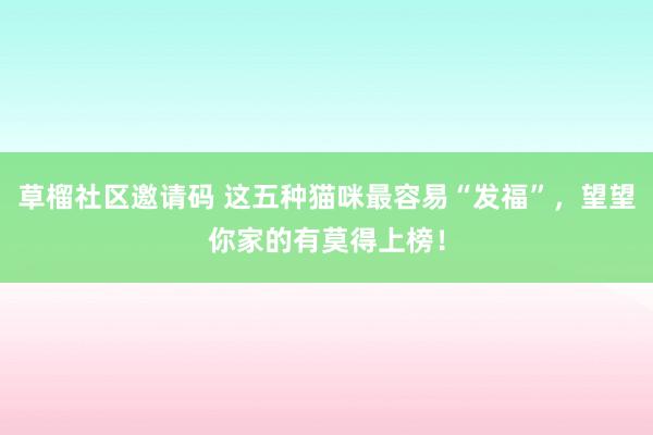 草榴社区邀请码 这五种猫咪最容易“发福”，望望你家的有莫得上榜！