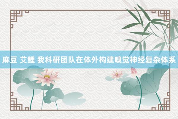 麻豆 艾鲤 我科研团队在体外构建嗅觉神经复杂体系