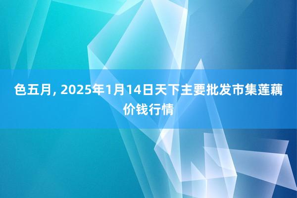 色五月, 2025年1月14日天下主要批发市集莲藕价钱行情